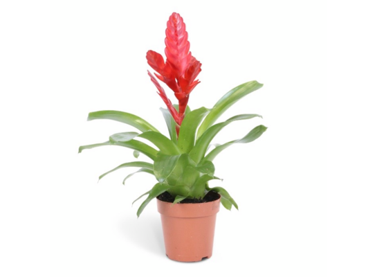 Frizea Stream 45 x 12 cm mix