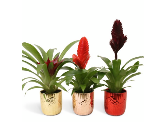 Bromelia Becca w ozdobnej osłonce 35 x 10 cm