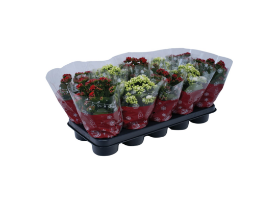 Kalanchoe w świątecznym rekawie czerwony / biały 25 x 12 cm