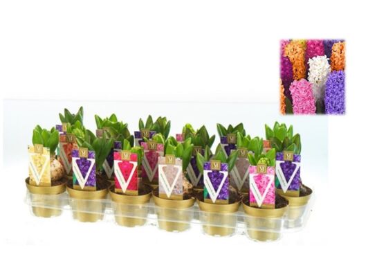 Hiacynt mix 15 x 9 cm