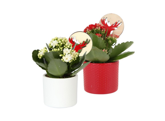 Kalanchoe Rosalina w osłonce + pik 15 x 7 cm czerwony / biały