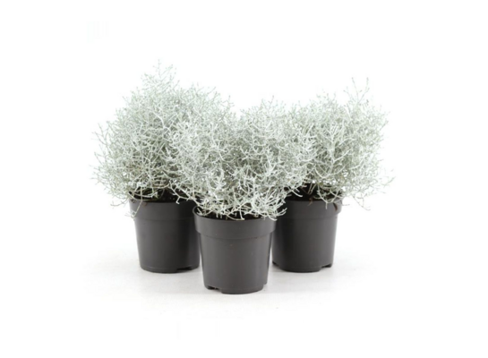 Leucophyta brownii 25 x 10 cm