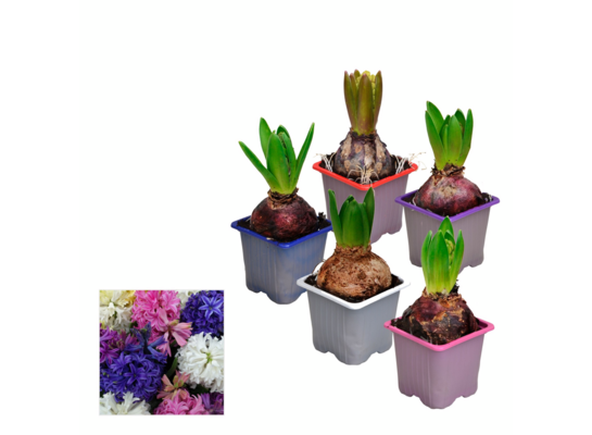 Hiacynt mix 12 cm doniczka 7 cm