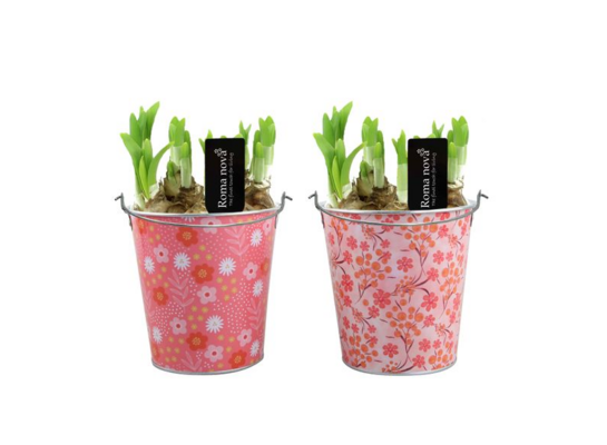 Hiacynt Viva la Vida w cynkowym kubku 14 x 21 cm