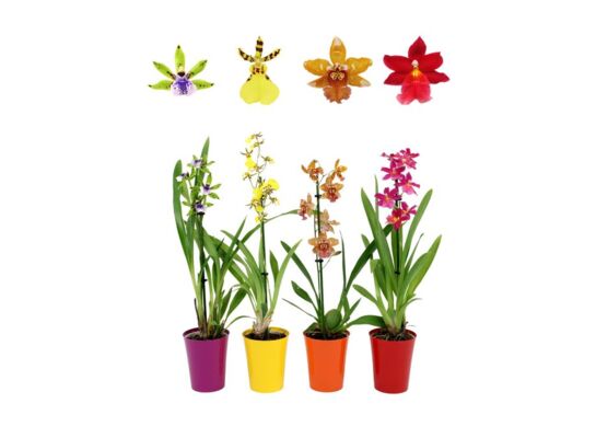 Orchidea 1 pęd w plastikowej osłonce 35 x 9 cm