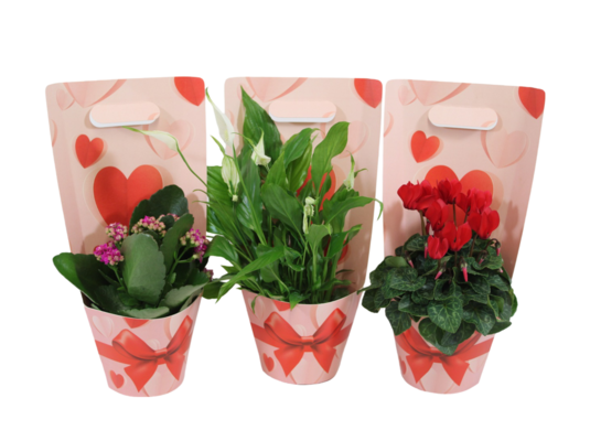 Roślina kwitnąca w torebce prezentowej mix żyworódka cyklamen skrzydłokwiat 25 x 10,5 cm