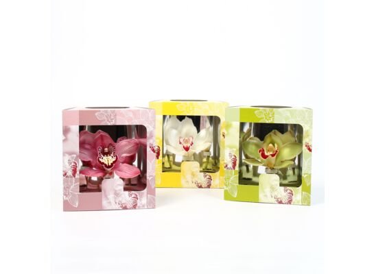 Cymbidium w kartoniku 17,5 cm mix