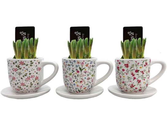 Szafirek w ceramicznym kubku Blossom Breeze 15 x 12 cm