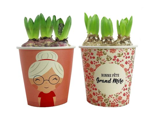 Hiacynt w papierowym kubku Bonne Fête Grand Mère 18 x 12 cm mix