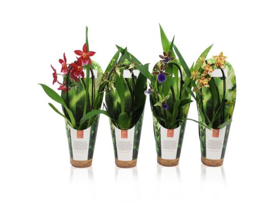 Orchidea 1 pęd + kaskada 35 x 9 cm mix