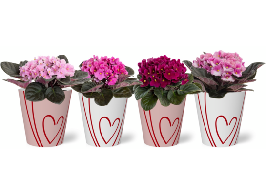 Saintpaulia w kubeczku Sweet 20 x 12 cm