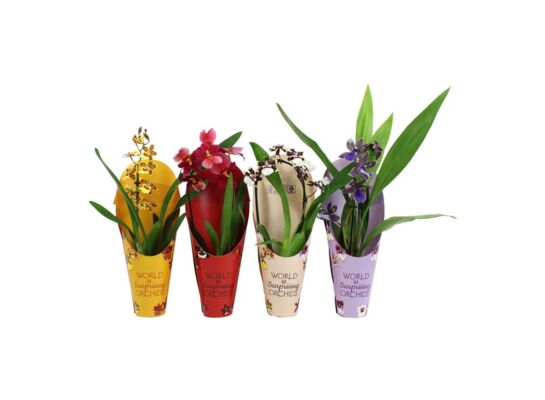 Orchidea 1 pęd + kaskada 9 x 35 cm mix