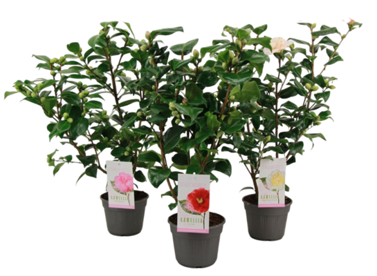 Kamelia japońska mix 55 x 15 cm