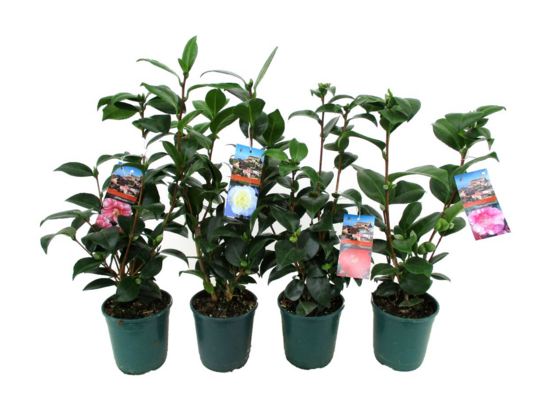 Kamelia japońska mix 40 x 12 cm