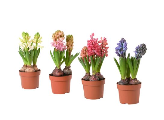 Hiacynt 3 cebule 20 x 11 cm mix