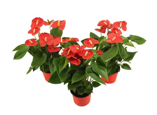 Anthurium wys. 50 cm śr. don. 14 cm mix