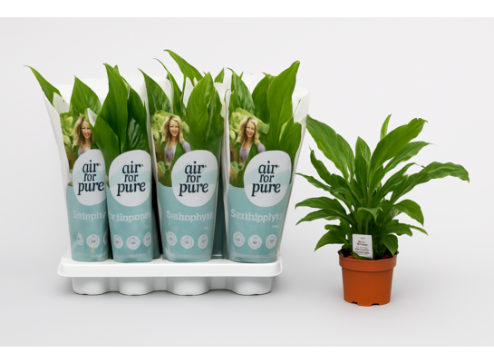 Skrzydłokwiat premium 50 x 13 cm