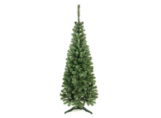 Jodła slim 180 cm