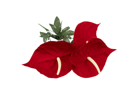 Bukiet anturium 3 kwiaty