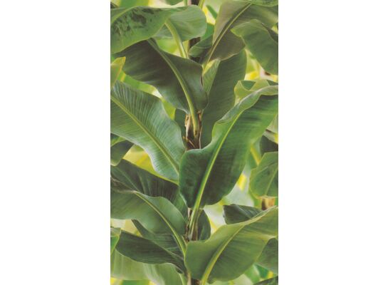 Tapeta flizelinowa Rasch