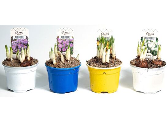 Mix rośli cebulowych irys krokus szafirek 9 cm