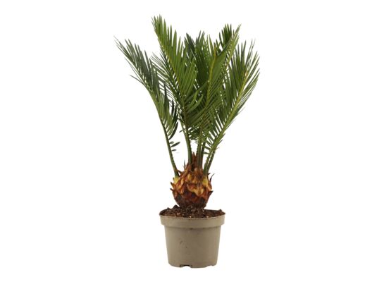 Sagowiec 40 cm doniczka 12 cm