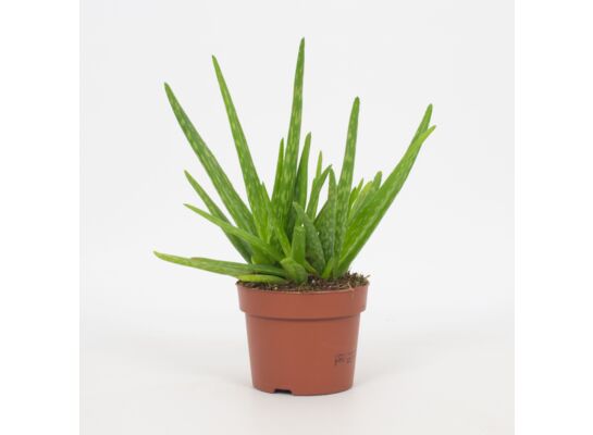 Aloes 30 cm doniczka 12 cm