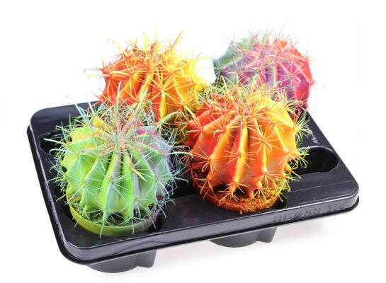 Echinokaktus malowany Rainbow 18 cm doniczka 12 cm