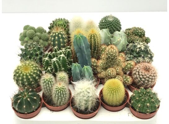 Kaktus mix odmian 8 cm doniczka 5 cm