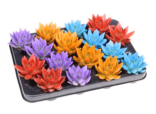 Echeweria malowana mix 8 cm doniczka 6 cm