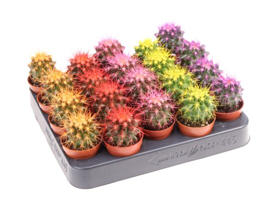 Echinokaktus malowany mix 8 cm doniczka 5 cm