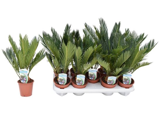 Sagowiec 40 cm doniczka 12 cm