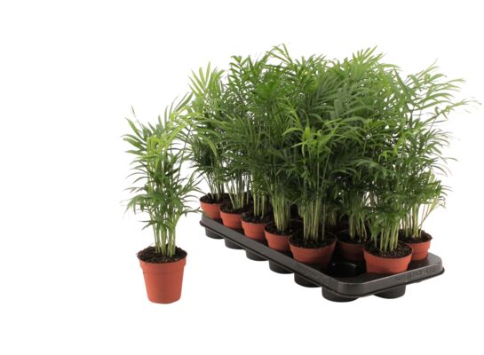 Palma koralowa 40 cm doniczka 9 cm