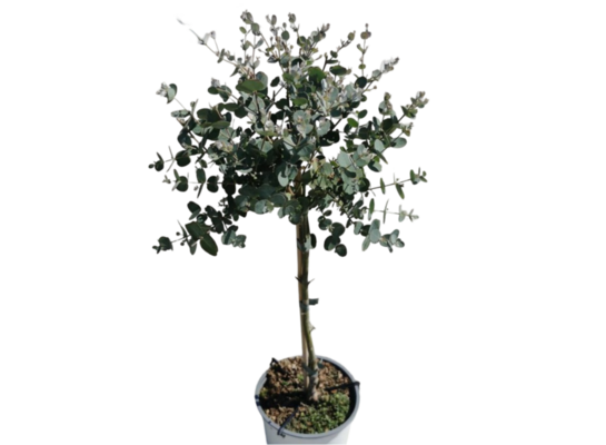 Eukaliptus na pniu 45 cm doniczka 15 cm