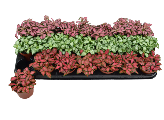 Fitonia wys. 12 cm don. 8 cm