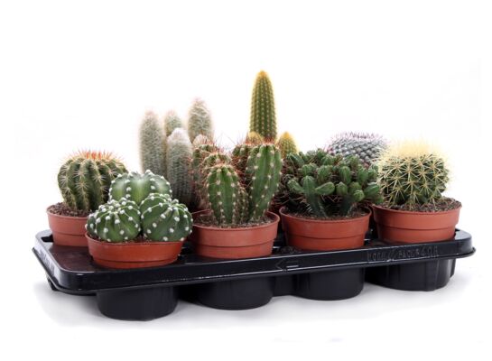 Kaktus mix 20 cm doniczka 12 cm