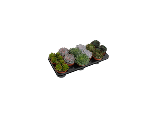 Echeweria mix wys. 20 cm don. 10,5 cm