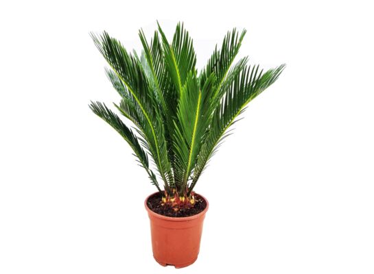 Sagowiec 70 cm doniczka 17 cm