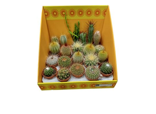 Kaktus mix 5 cm doniczka 5 cm