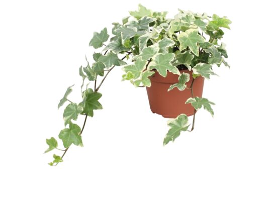 Bluszcz 20 cm doniczka 13 cm