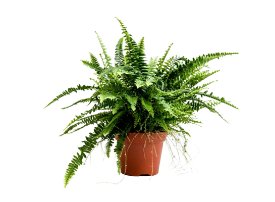 Paproć nerfolepsis wys. 47 cm don. 17 cm