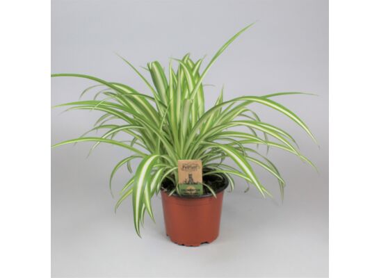 Zielistka 30 cm doniczka 12 cm