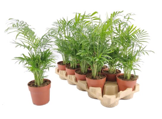 Palma koralowa 50 cm doniczka 12 cm