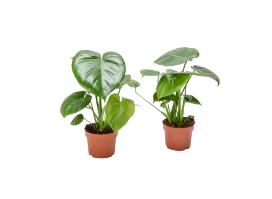 Monstera wys. 35 cm don. 12 cm