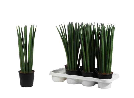 Sansewieria cylindryczna wys.40 cm doniczka 12 cm