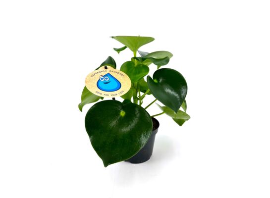 Peperomia Polybot 22 cm doniczka 12 cm