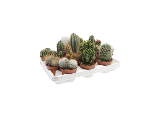 Kaktus mix wys. 12 cm don. 8,5 cm