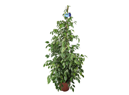 Fikus Golden King don. 27 cm wys. 140 cm