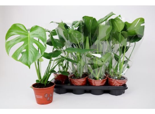 Monstera wys. 50 cm don.14 cm