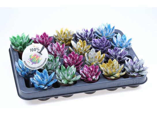 Echeweria brokatowa malowana 8 cm doniczka 5,5 cm mix